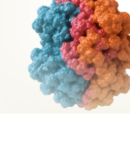 Methylenetetrahydrofolate Reductase