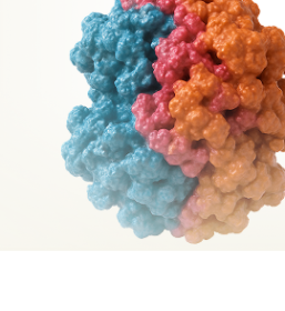 Methylenetetrahydrofolate Reductase